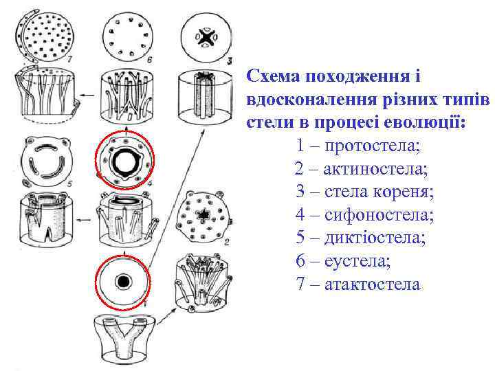 Схема походження і вдосконалення різних типів стели в процесі еволюції: 1 – протостела; 2