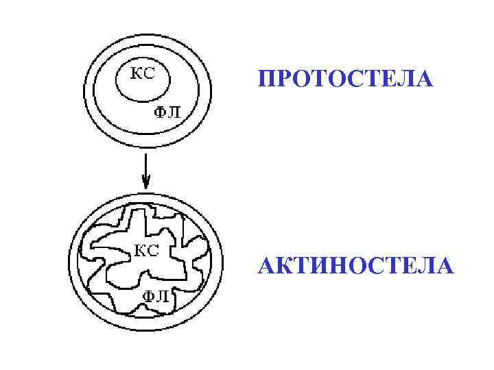 ПРОТОСТЕЛА АКТИНОСТЕЛА 