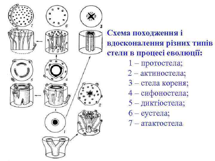 Схема походження і вдосконалення різних типів стели в процесі еволюції: 1 – протостела; 2