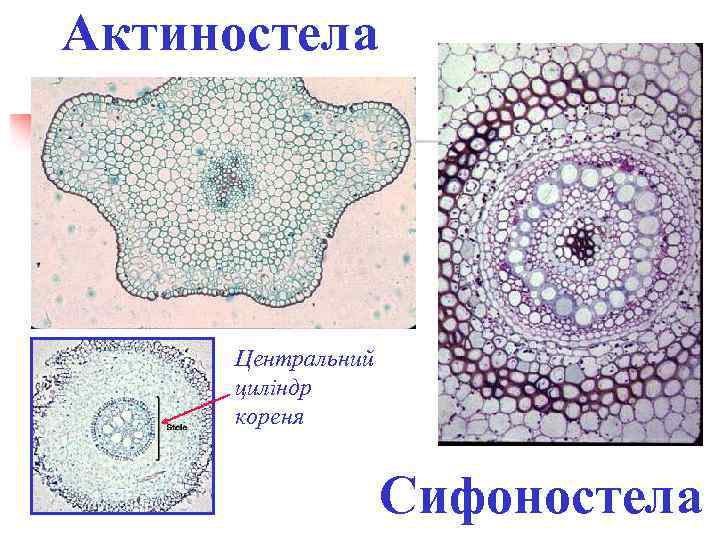 Актиностела Центральний циліндр кореня Cифоностела 