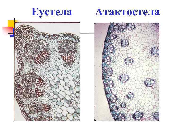 Еустела Атактостела 