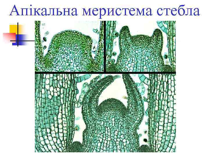 Апікальна меристема стебла 