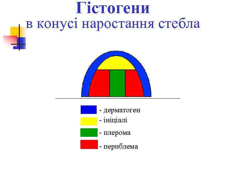 Гістогени в конусі наростання стебла - дерматоген - ініціалі - плерома - периблема 