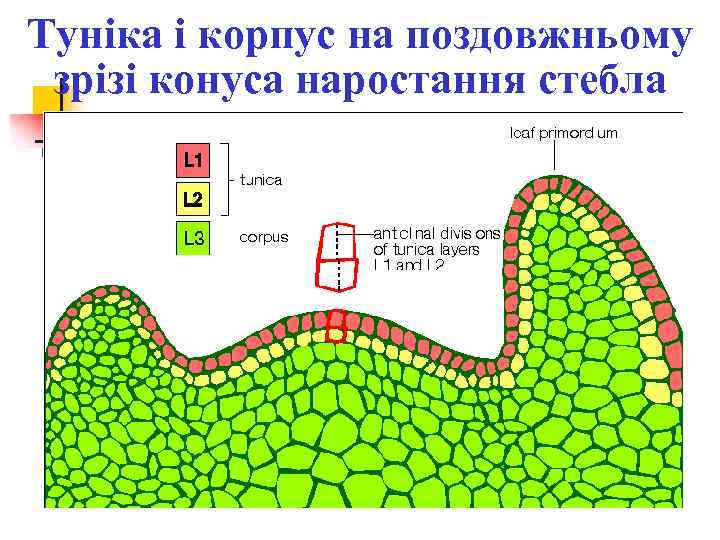 Туніка і корпус на поздовжньому зрізі конуса наростання стебла 