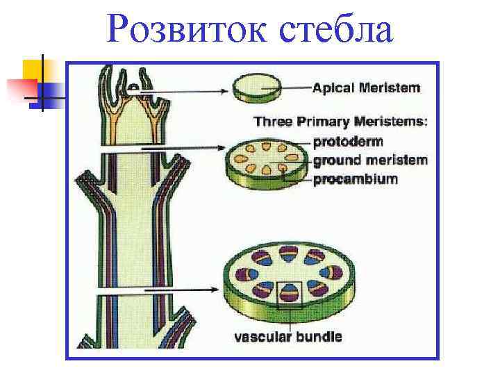 Розвиток стебла 