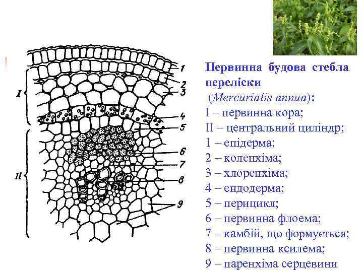 Первинна будова стебла переліски (Mercurialis annua): І – первинна кора; ІІ – центральний циліндр;