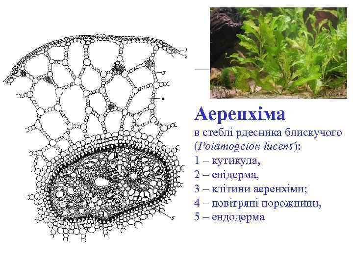 Аеренхіма в стеблі рдесника блискучого (Potamogeton lucens): 1 – кутикула, 2 – епідерма, 3