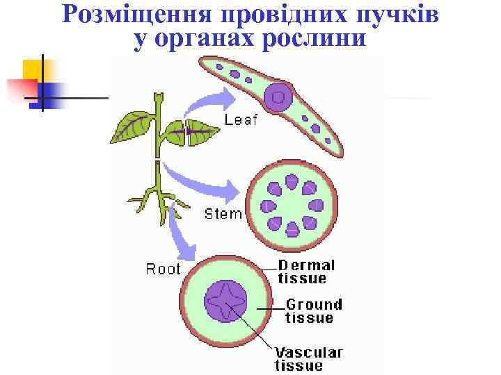 Розміщення провідних пучків у органах рослини 
