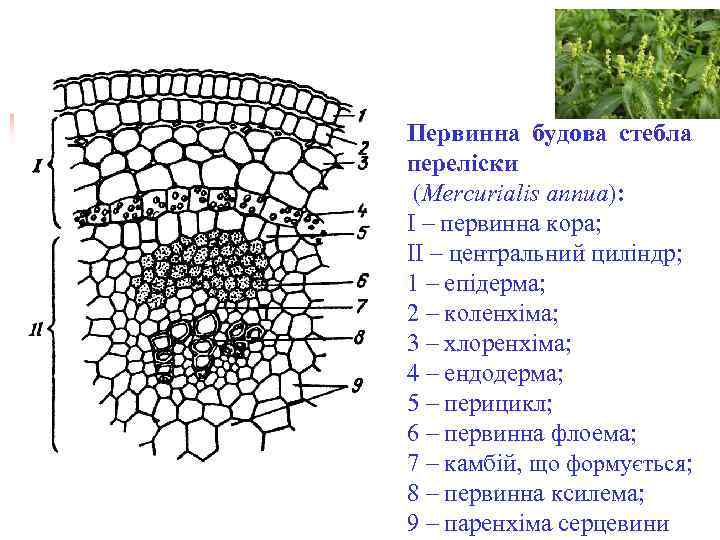 Первинна будова стебла переліски (Mercurialis annua): І – первинна кора; ІІ – центральний циліндр;