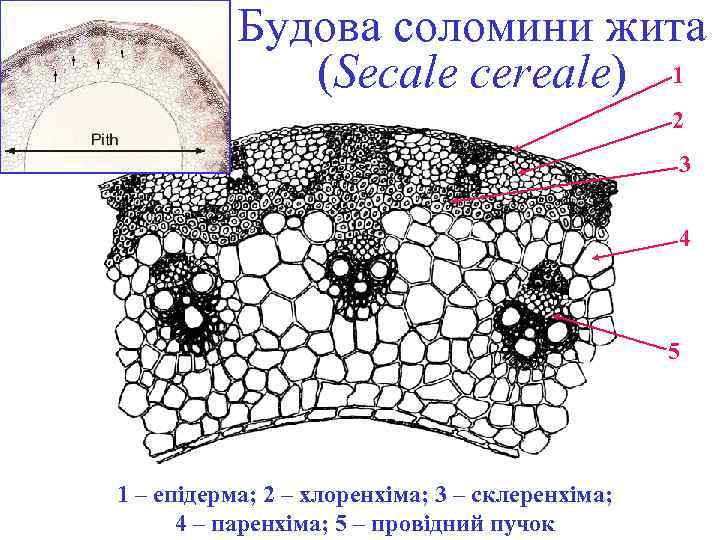 Будова соломини жита (Secale cereale) 1 2 3 4 5 1 – епідерма; 2