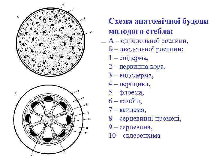 Схема анатомічної будови молодого стебла: А – однодольної рослини, Б – дводольної рослини: 1