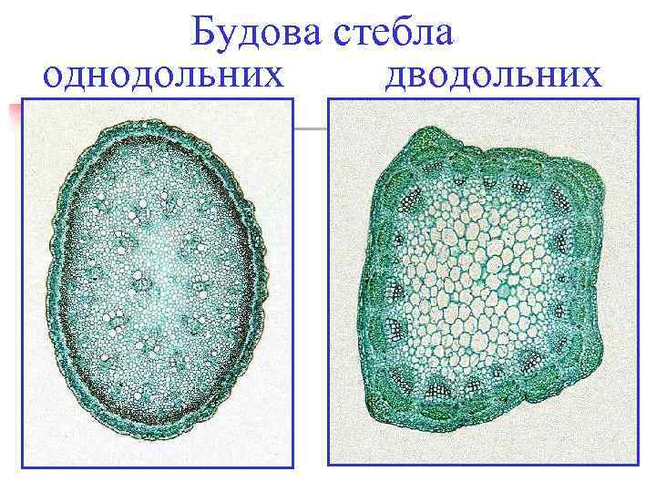 Будова стебла однодольних дводольних 