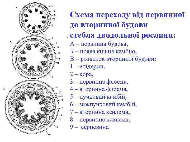 Схема переходу від первинної до вторинної будови стебла дводольної рослини: А – первинна будова,