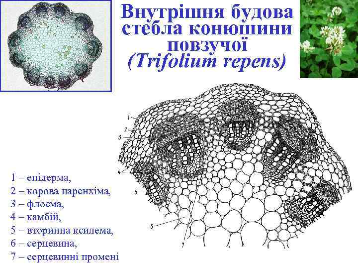 Внутрішня будова стебла конюшини повзучої (Trifolium repens) 1 – епідерма, 2 – корова паренхіма,