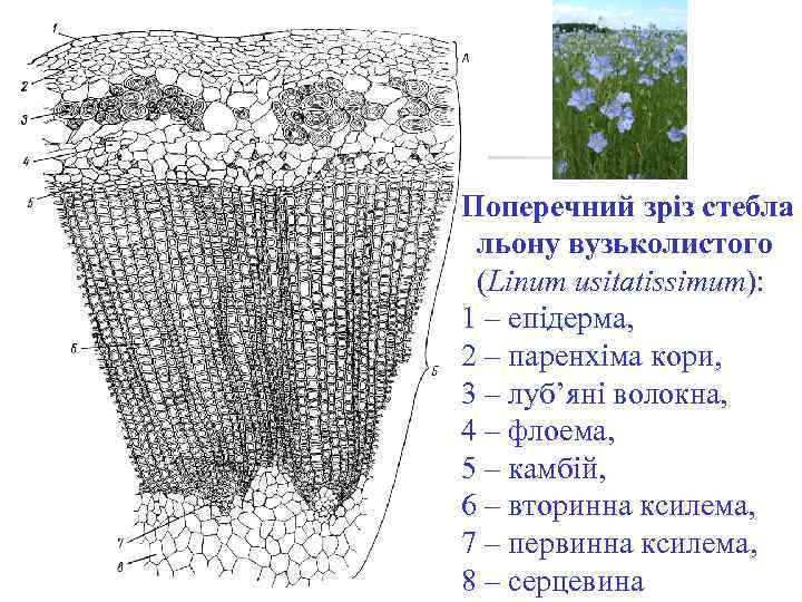 Поперечний зріз стебла льону вузьколистого (Linum usitatissimum): 1 – епідерма, 2 – паренхіма кори,