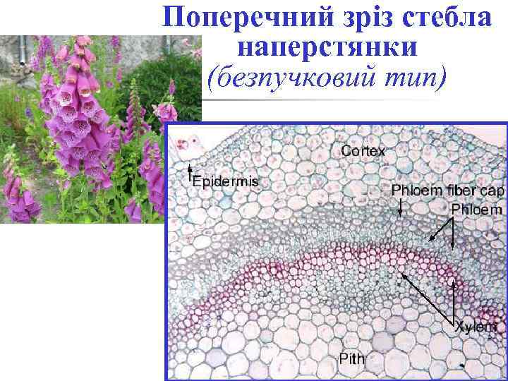 Поперечний зріз стебла наперстянки (безпучковий тип) 