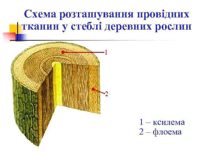 Схема розташування провідних тканин у стеблі деревних рослин 1 2 1 – ксилема 2