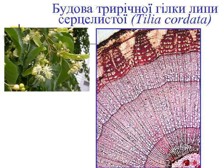 Будова трирічної гілки липи серцелистої (Tilia cordata) 