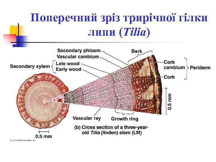 Поперечний зріз трирічної гілки липи (Tilia) 