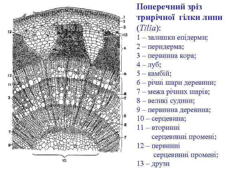 Поперечний зріз трирічної гілки липи (Tilia): 1 – залишки епідерми; 2 – перидерма; 3