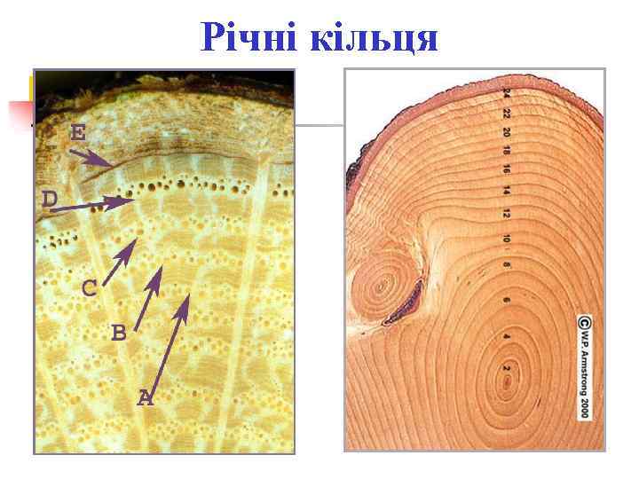 Річні кільця 