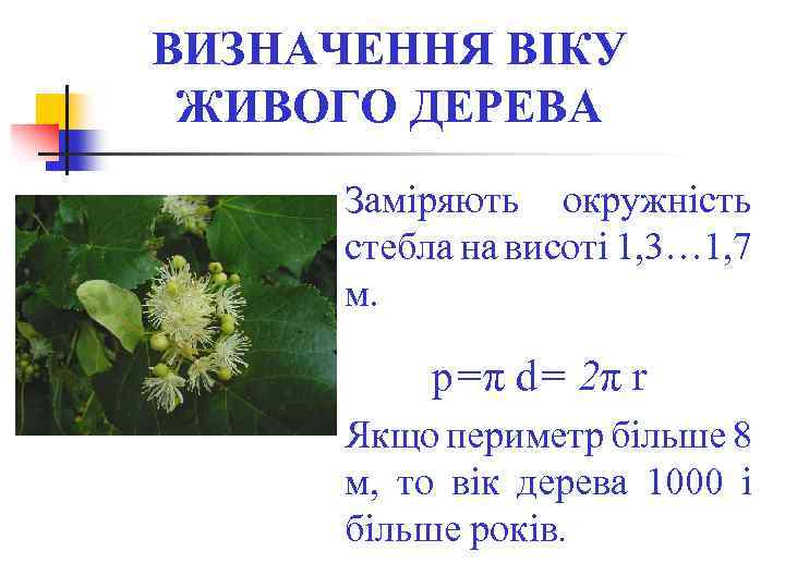 ВИЗНАЧЕННЯ ВІКУ ЖИВОГО ДЕРЕВА Заміряють окружність стебла на висоті 1, 3… 1, 7 м.