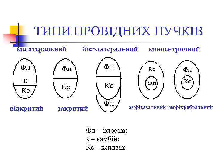 ТИПИ ПРОВІДНИХ ПУЧКІВ колатеральний відкритий біколатеральний закритий Фл – флоема; к – камбій; Кс