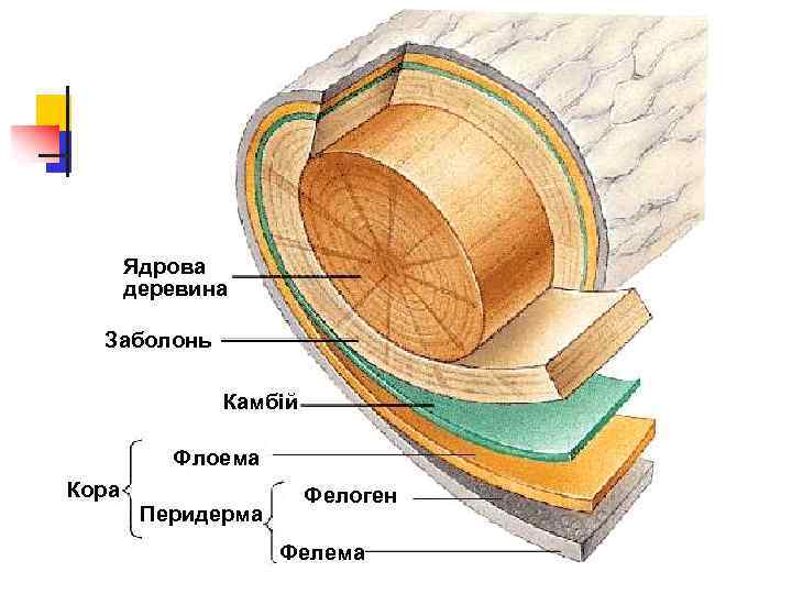 Ядрова деревина Заболонь Камбій Флоема Кора Перидерма Фелоген Фелема 