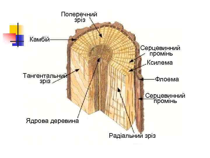 Последовательность слоев на распиле дерева