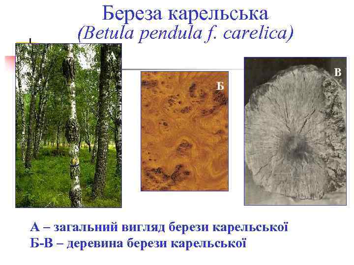 Береза карельська (Betula pendula f. carelica) А В Б А – загальний вигляд берези