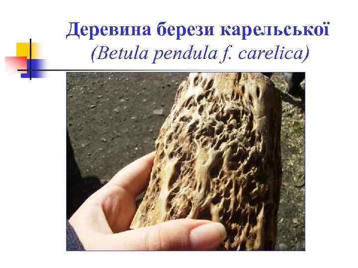 Деревина берези карельської (Betula pendula f. carelica) 