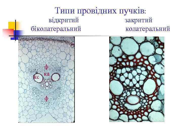 Типи провідних пучків: відкритий біколатеральний ф кс ка ф закритий колатеральний 