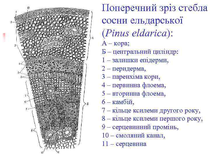 Поперечний зріз стебла сосни ельдарської (Pinus eldarica): А – кора; Б – центральний циліндр: