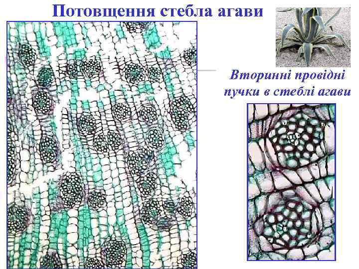 Потовщення стебла агави Вторинні провідні пучки в стеблі агави 