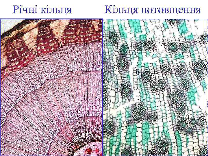 Річні кільця Кільця потовщення 