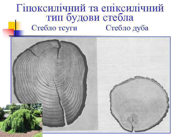 Гіпоксилічний та епіксилічний тип будови стебла Стебло тсуги Стебло дуба 