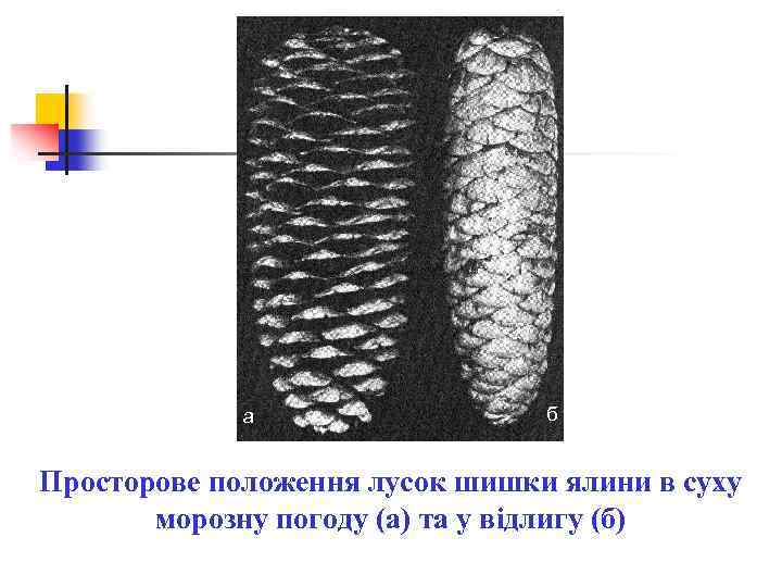 а б Просторове положення лусок шишки ялини в суху морозну погоду (а) та у