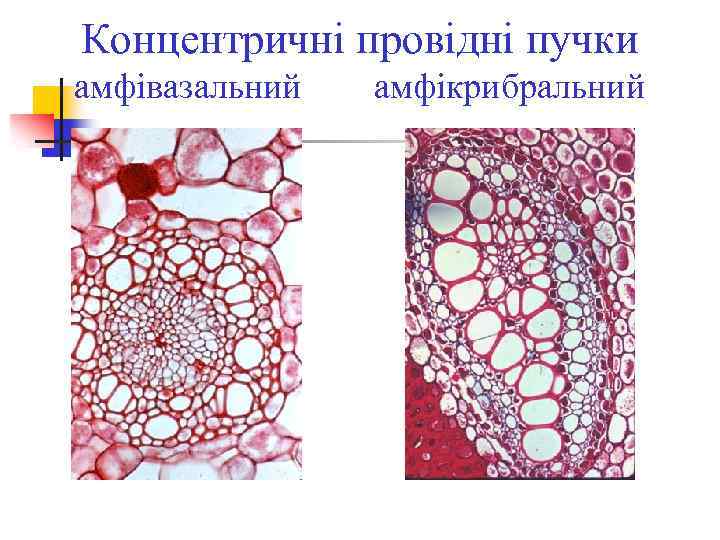 Концентричні провідні пучки амфівазальний амфікрибральний 