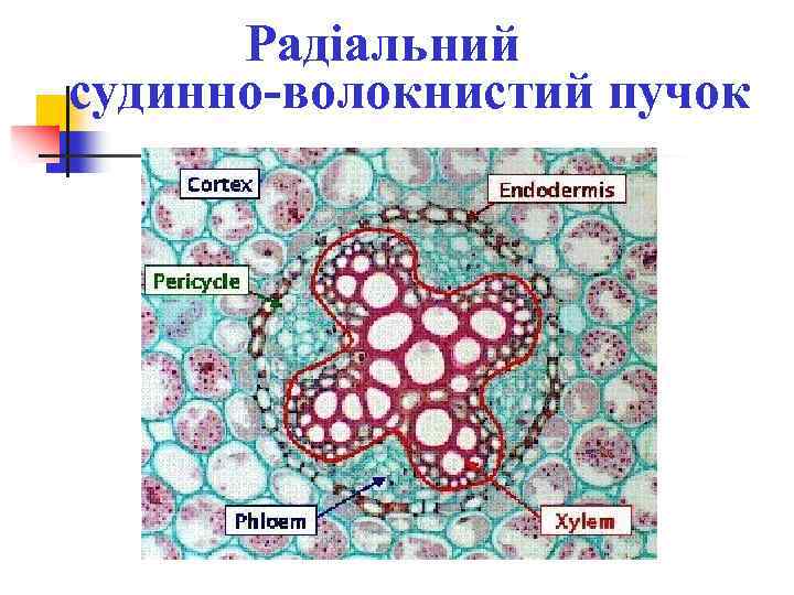 Радіальний судинно-волокнистий пучок 