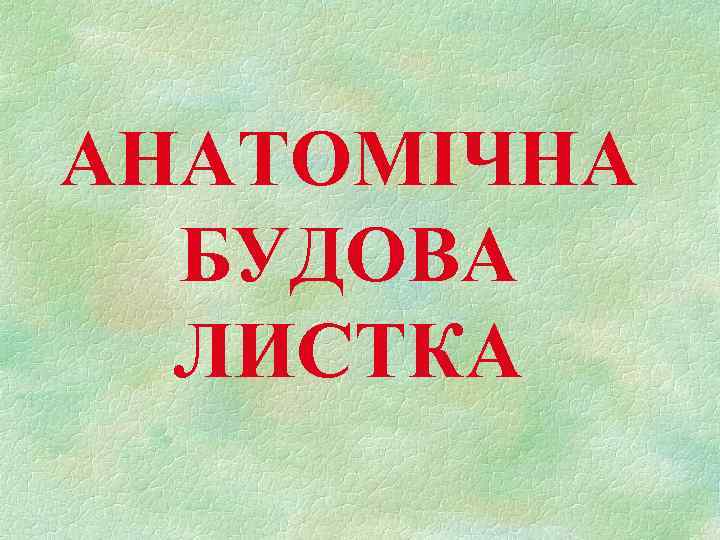 АНАТОМІЧНА БУДОВА ЛИСТКА 