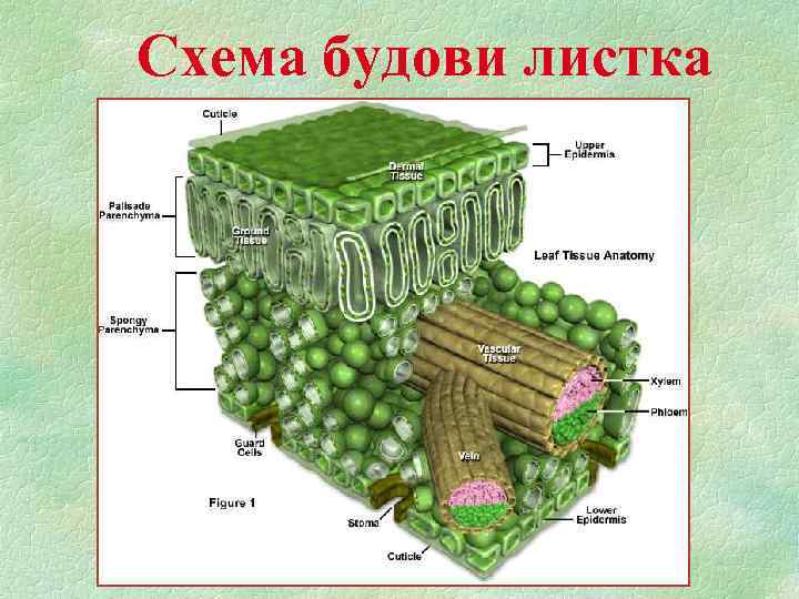 Схема будови листка 