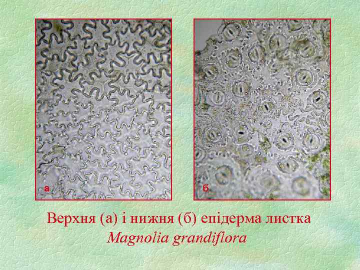 а б Верхня (а) і нижня (б) епідерма листка Magnolia grandiflora 