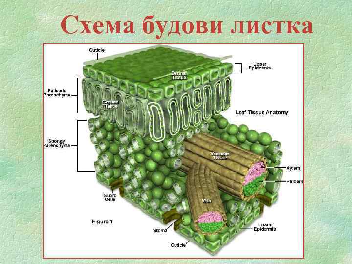 Схема будови листка 