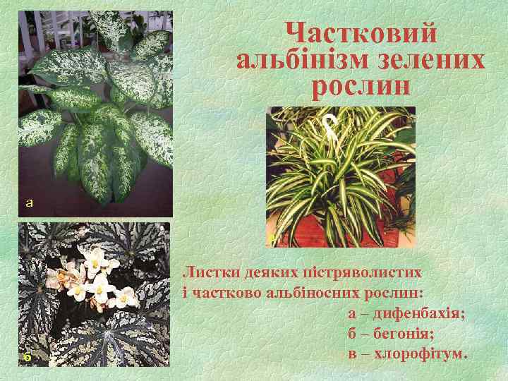 Частковий альбінізм зелених рослин а в б Листки деяких пістряволистих і частково альбіносних рослин: