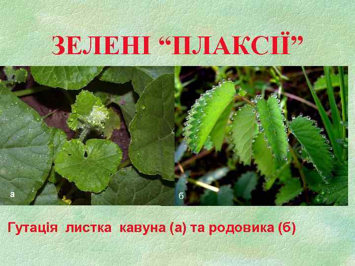 ЗЕЛЕНІ “ПЛАКСІЇ” а б Гутація листка кавуна (а) та родовика (б) 