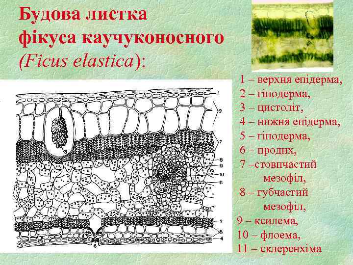 Будова листка фікуса каучуконосного (Ficus elastica): 1 – верхня епідерма, 2 – гіподерма, 3