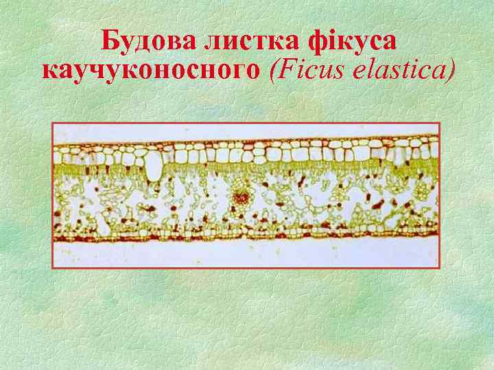 Будова листка фікуса каучуконосного (Ficus elastica) 