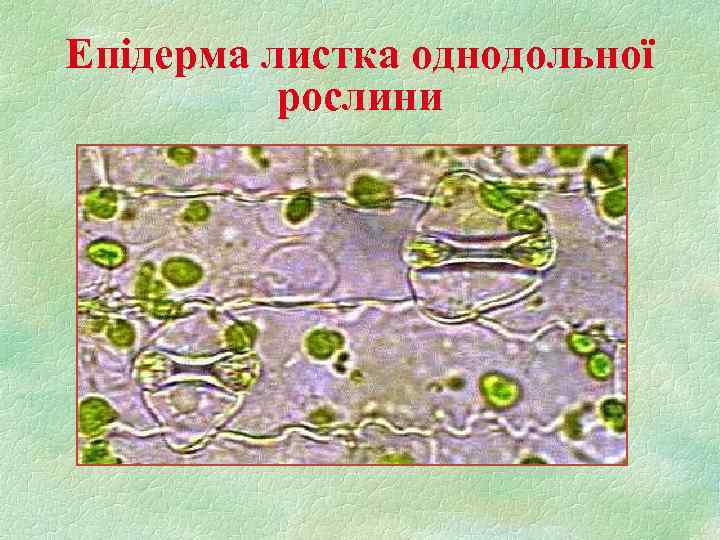 Епідерма листка однодольної рослини 