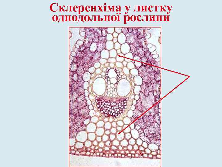 Склеренхіма у листку однодольної рослини 