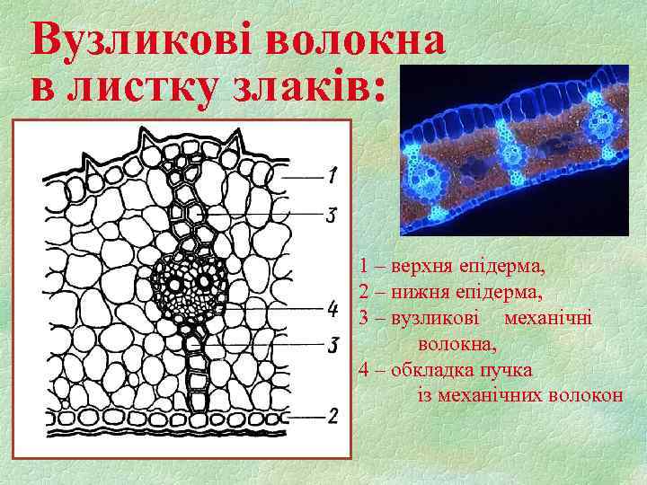 Вузликові волокна в листку злаків: 1 – верхня епідерма, 2 – нижня епідерма, 3